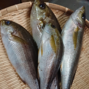 新鮮な魚.jpg